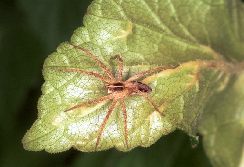 Pisaura_mirabilis_F1518_Z_84_Les Gris_Frankrijk.jpg